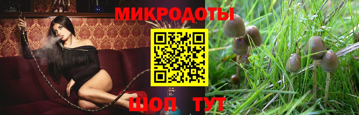 Псилоцибиновые грибы Psilocybine cubensis Кандалакша